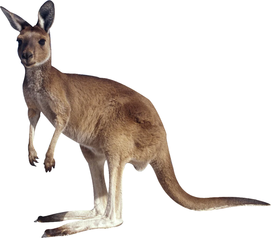 Realistic Brown Kangaroo Isolated Clipart Illustration on White Background