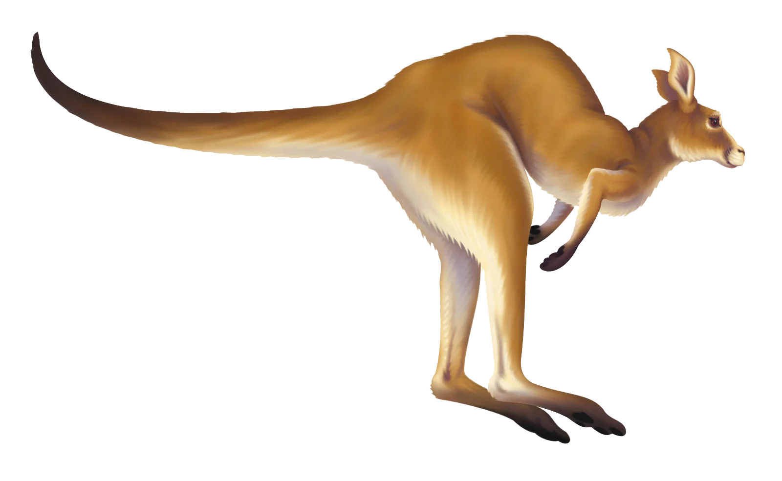 Realistic Golden-Hued Kangaroo Clipart Illustration with Sleek Silhouette