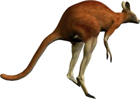 Realistic Rusty Brown Kangaroo Clipart with Detailed Graphic Rendering