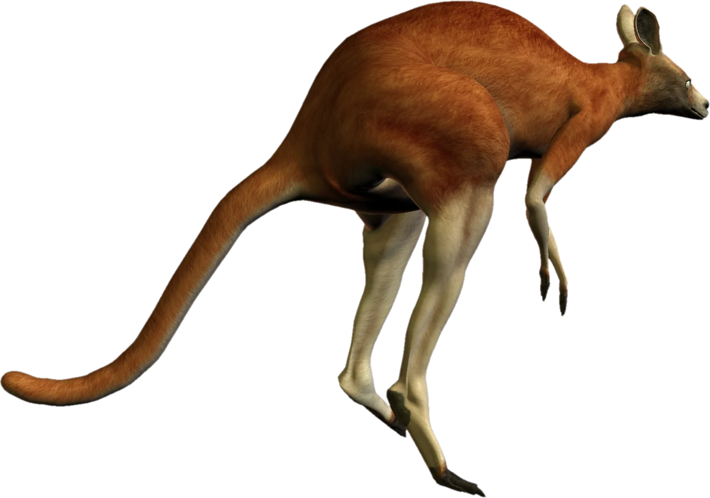 Realistic Rusty Brown Kangaroo Clipart with Detailed Graphic Rendering