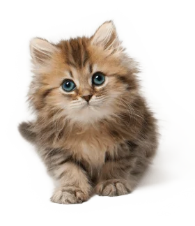 Adorable Fluffy Kitten Clipart: Soft Fur and Mesmerizing Blue Eyes