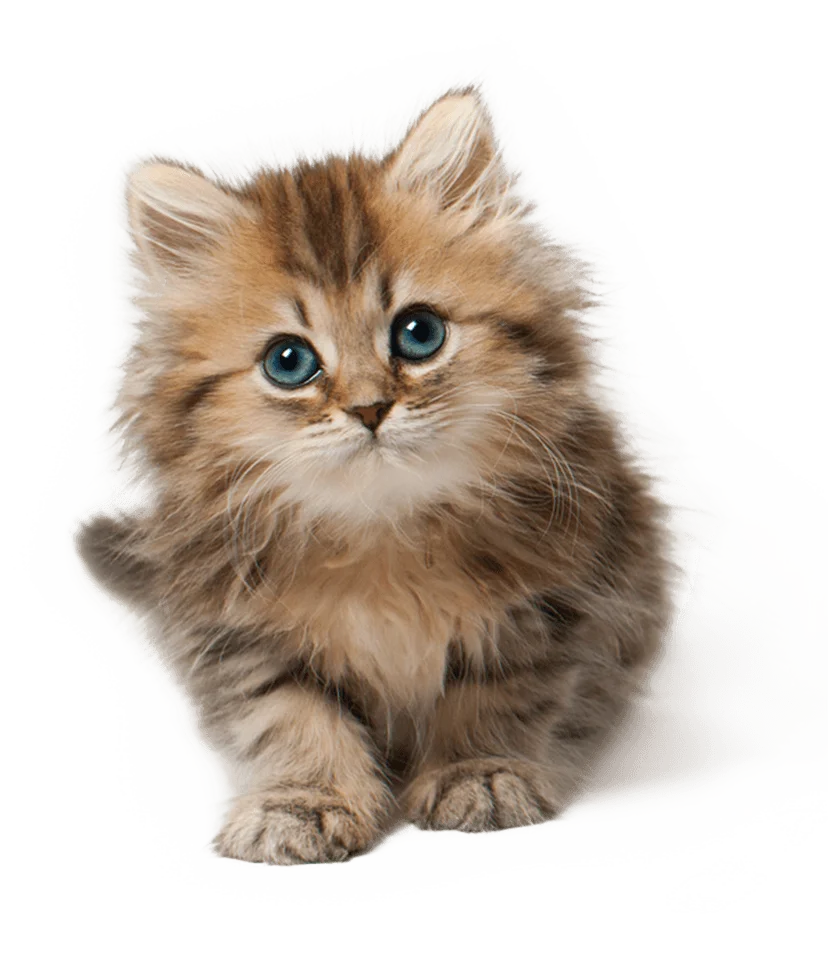 Adorable Fluffy Kitten Clipart: Soft Fur and Mesmerizing Blue Eyes