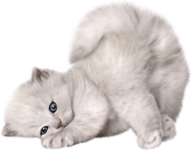 Adorable Fluffy White Kitten Curled Up in Soft Clipart Illustration