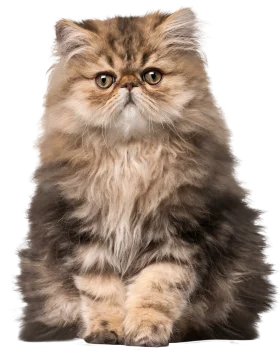 Adorable Long-Haired Persian Cat Clipart with Expressive Facial Features