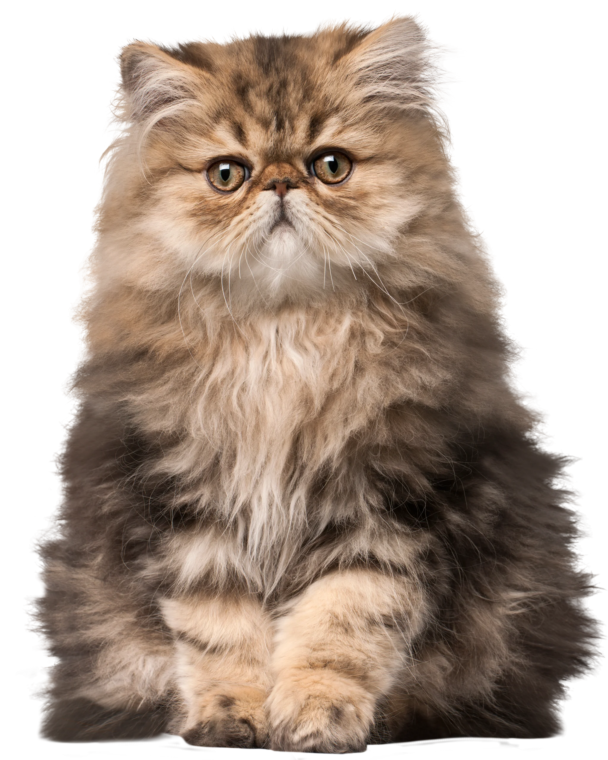 Adorable Long-Haired Persian Cat Clipart with Expressive Facial Features