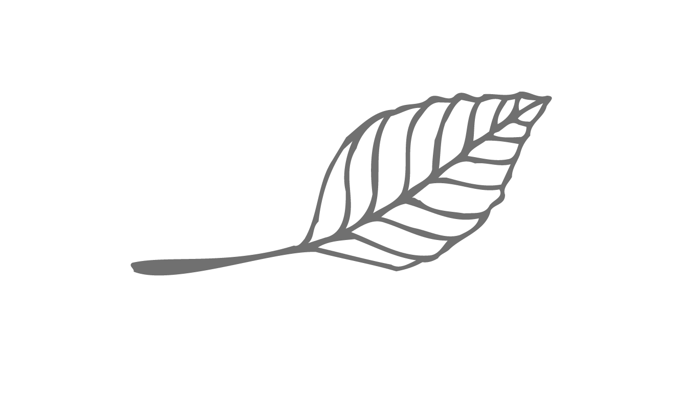 Delicate Botanical Leaf Clipart - Minimalist Botanical Line Drawing Illustration