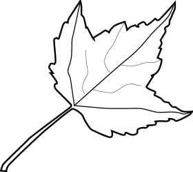 Elegant Botanical Outline: Distinctive Maple Leaf Clipart Design for Nature Enthusiasts
