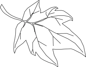 Graceful Autumn Maple Leaf Outline Clipart - Elegant Botanical Line Drawing