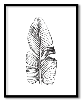 Minimalist Botanical Sketch: Elegant Feathered Leaf Clipart Print Design