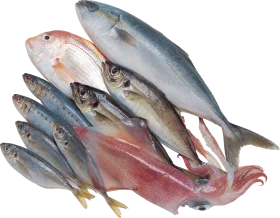 Fresh Seafood Assortment Clipart: A Diverse Collection of Ocean's Finest Fish