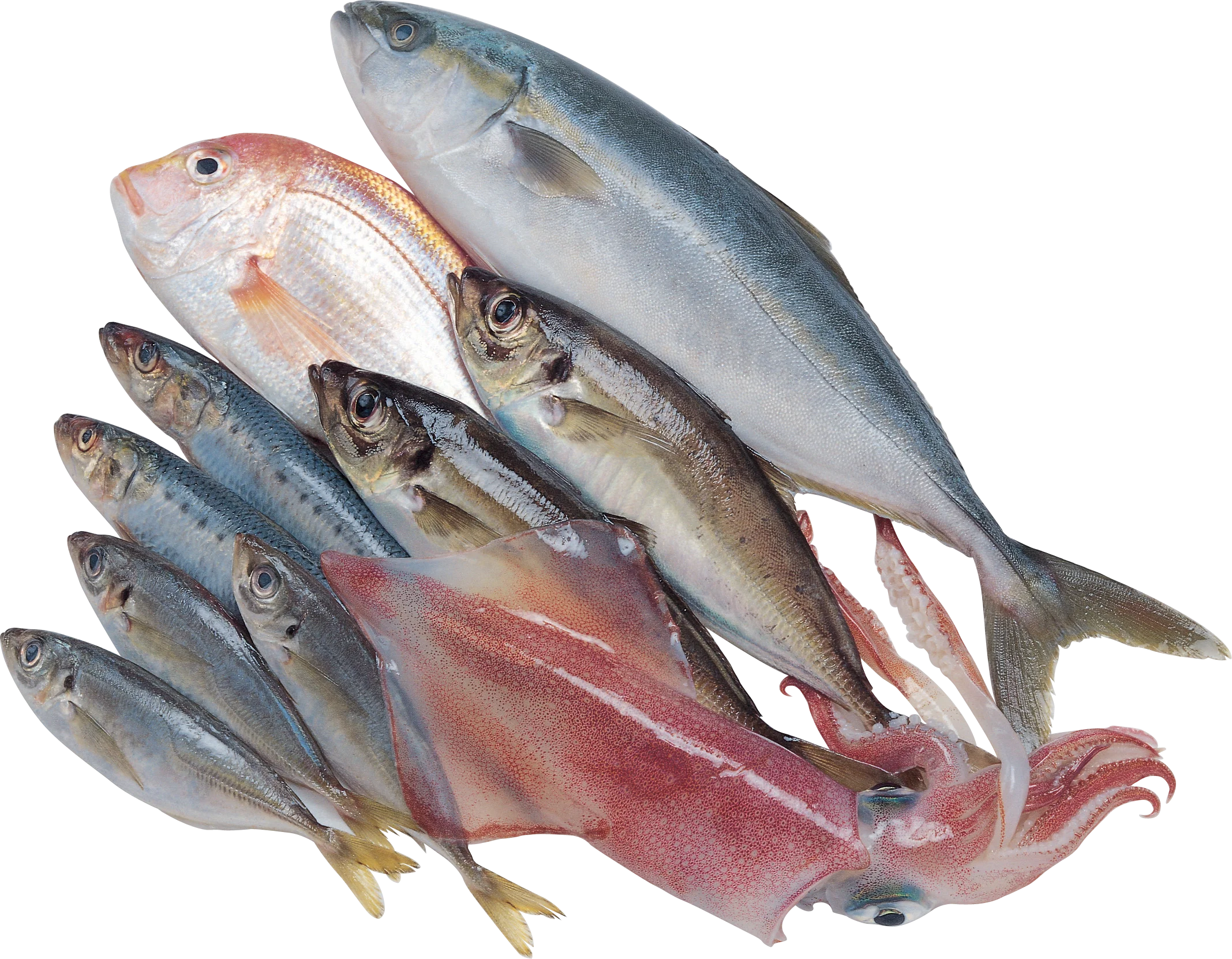 Fresh Seafood Assortment Clipart: A Diverse Collection of Ocean's Finest Fish