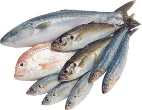 Fresh Silver and White Fish Assortment Seafood Clipart Collection