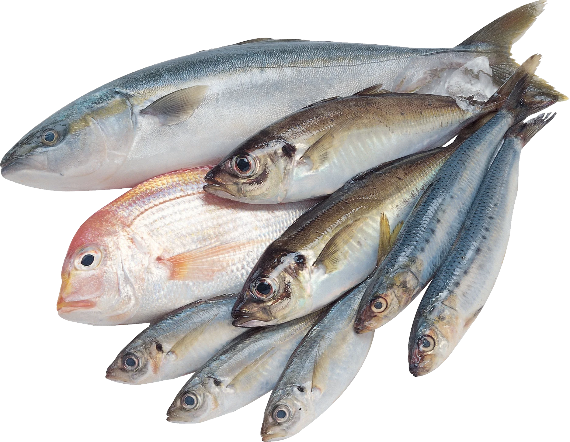 Fresh Silver and White Fish Assortment Seafood Clipart Collection