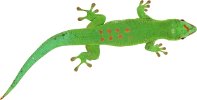 Cheerful Green Gecko Lizard with Playful Red Spots Whimsical Nature Clipart Illustration