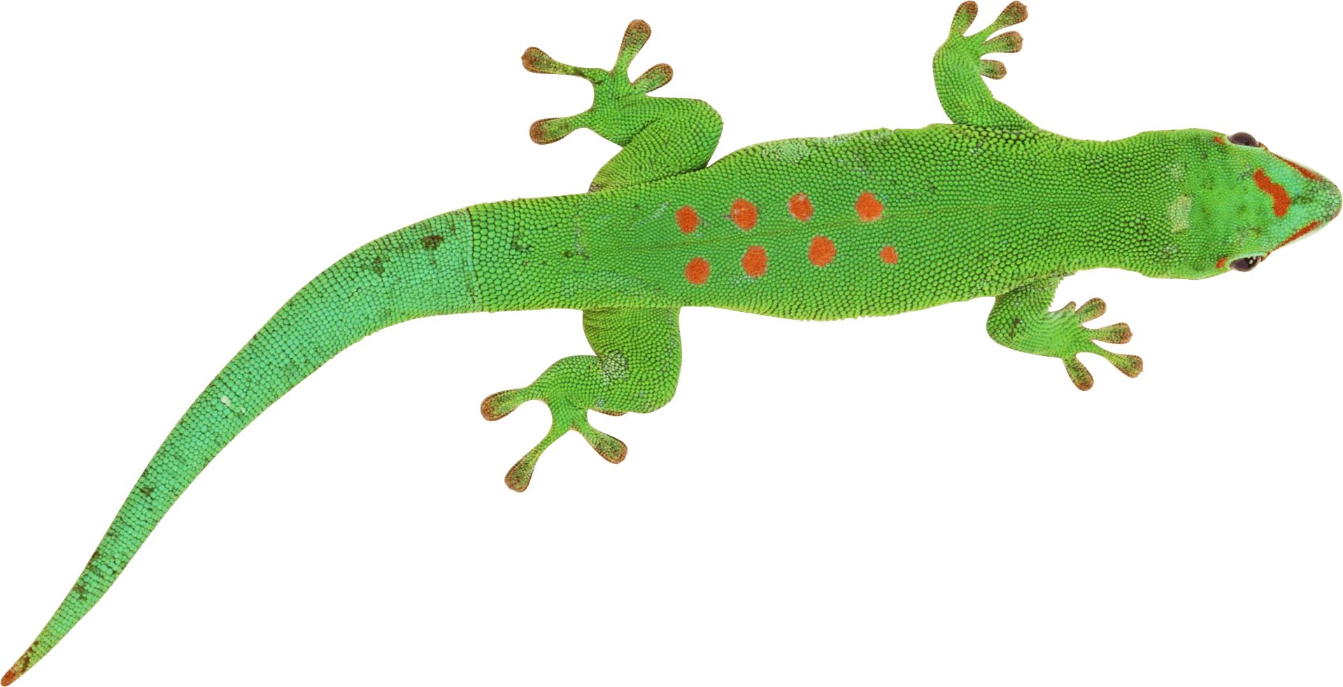 Cheerful Green Gecko Lizard with Playful Red Spots Whimsical Nature Clipart Illustration