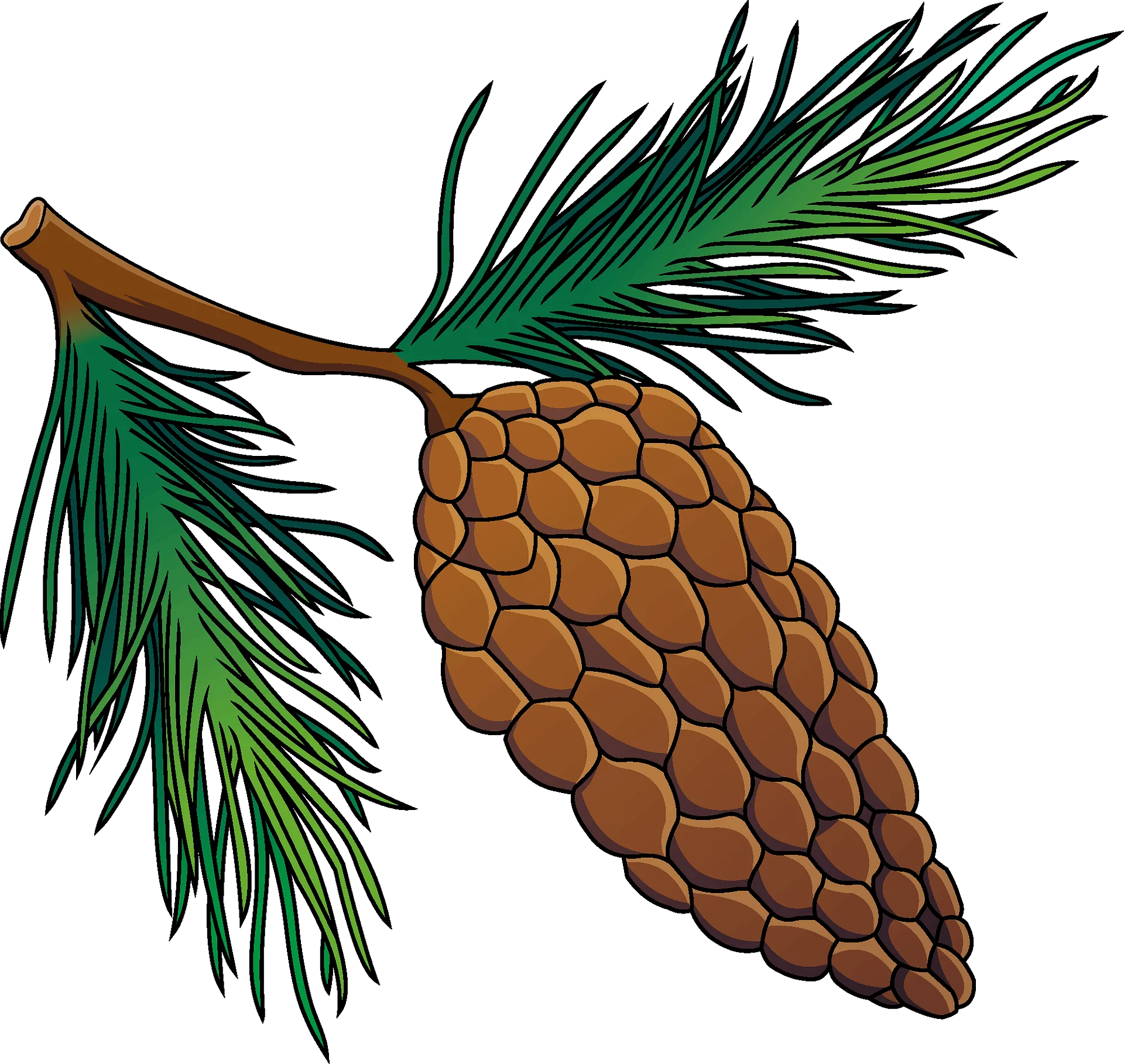 Detailed Botanical Pine Cone and Needles Clipart Illustration with Natural Texture