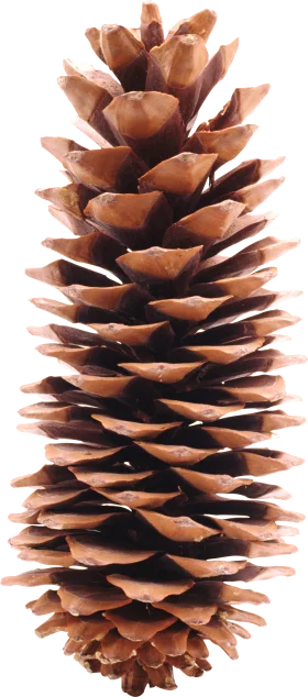 Detailed Botanical Pine Cone Clipart - Natural Forest Seed Carrier Illustration