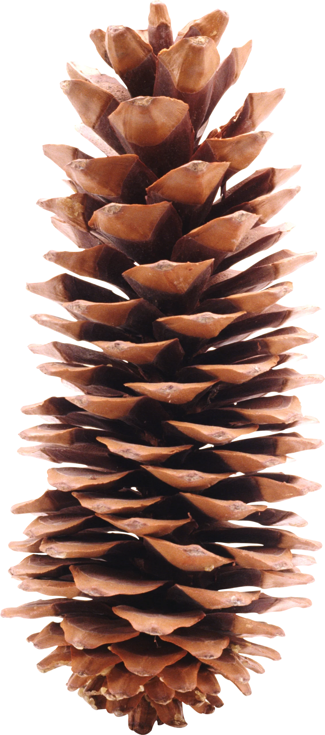 Detailed Botanical Pine Cone Clipart - Natural Forest Seed Carrier Illustration