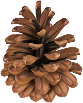 Detailed Natural Pine Cone Clipart with Intricate Wooden Texture and Organic Shape