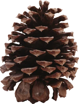Detailed Pine Cone Botanical Clipart: Intricate Natural Forest Texture and Design