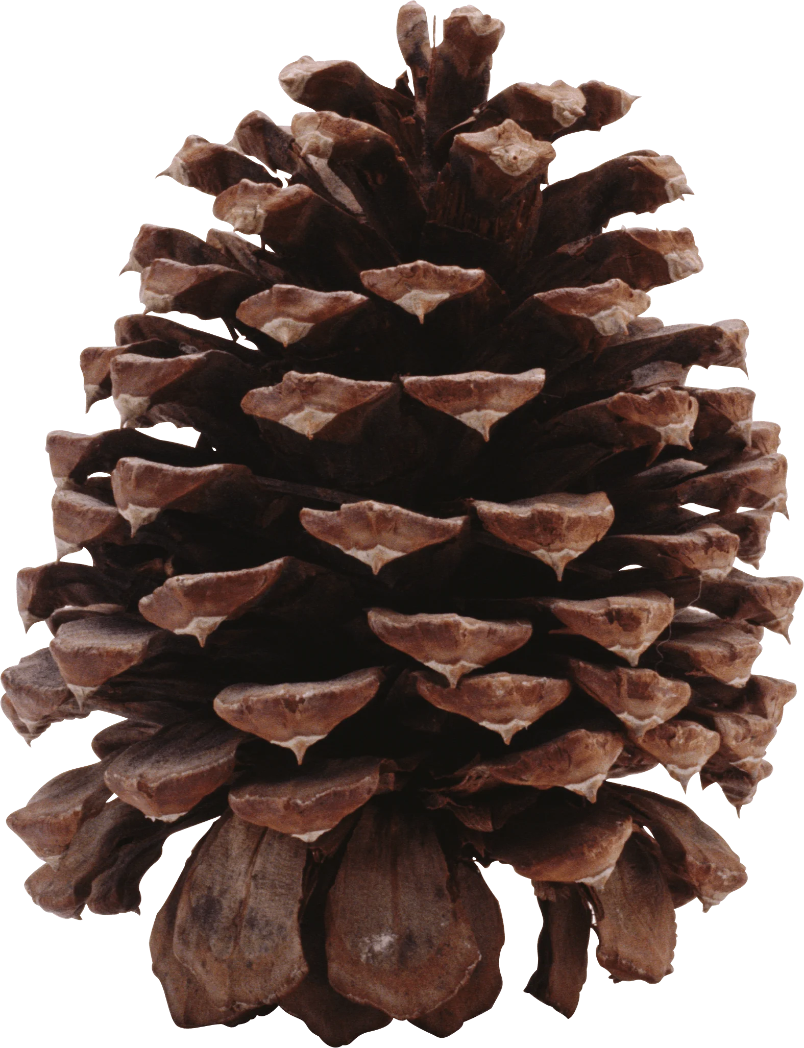 Detailed Pine Cone Botanical Clipart: Intricate Natural Forest Texture and Design