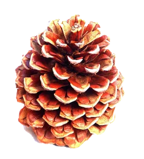 Detailed Pine Cone Clipart Illustration with Warm Autumn-Inspired Color Palette