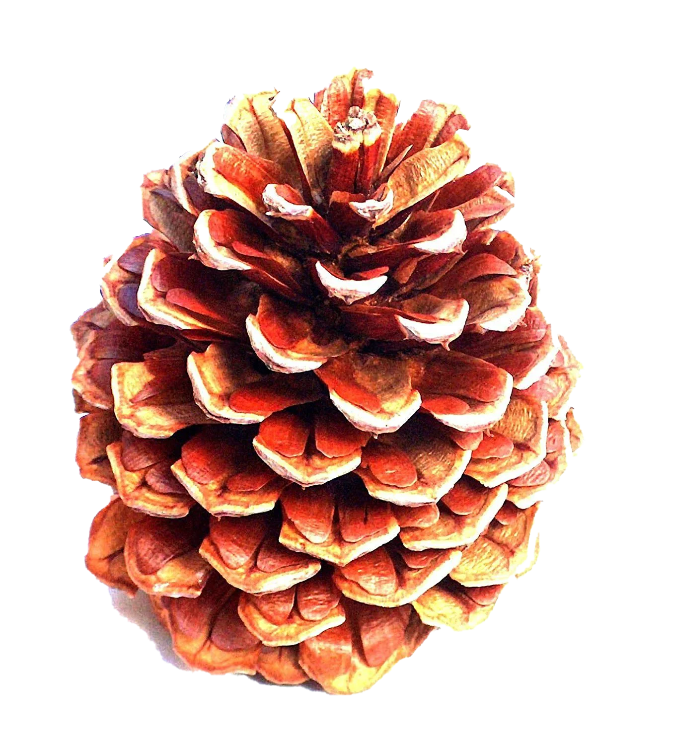 Detailed Pine Cone Clipart Illustration with Warm Autumn-Inspired Color Palette