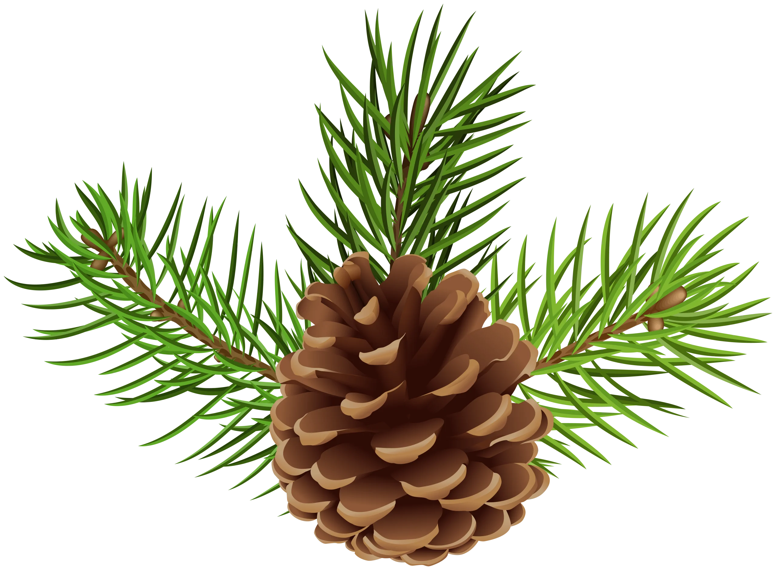 Detailed Pine Cone Clipart with Lush Green Needles and Textured Brown Cone