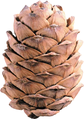 Detailed Realistic Cedar Pine Cone Clipart with Intricate Layered Texture