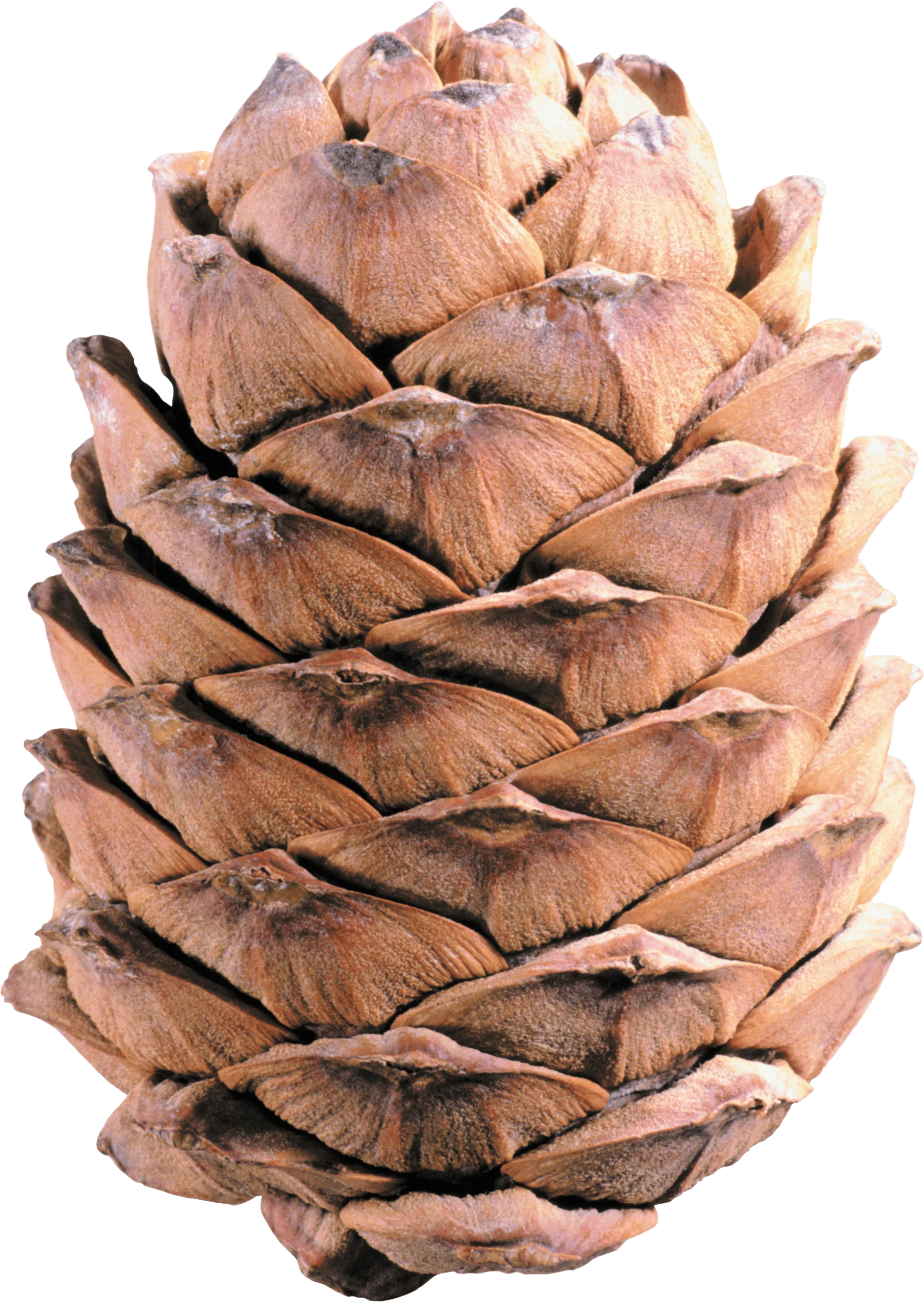 Detailed Realistic Cedar Pine Cone Clipart with Intricate Layered Texture