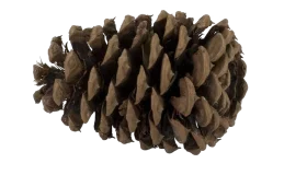 Detailed Realistic Pine Cone Clipart: Natural Forest Botanical Illustration