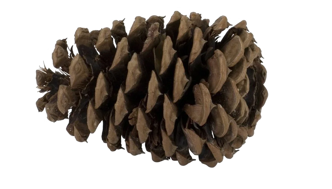Detailed Realistic Pine Cone Clipart: Natural Forest Botanical Illustration
