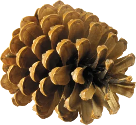 Detailed Rustic Pine Cone Clipart with Intricate Natural Texture and Warm Golden Hues