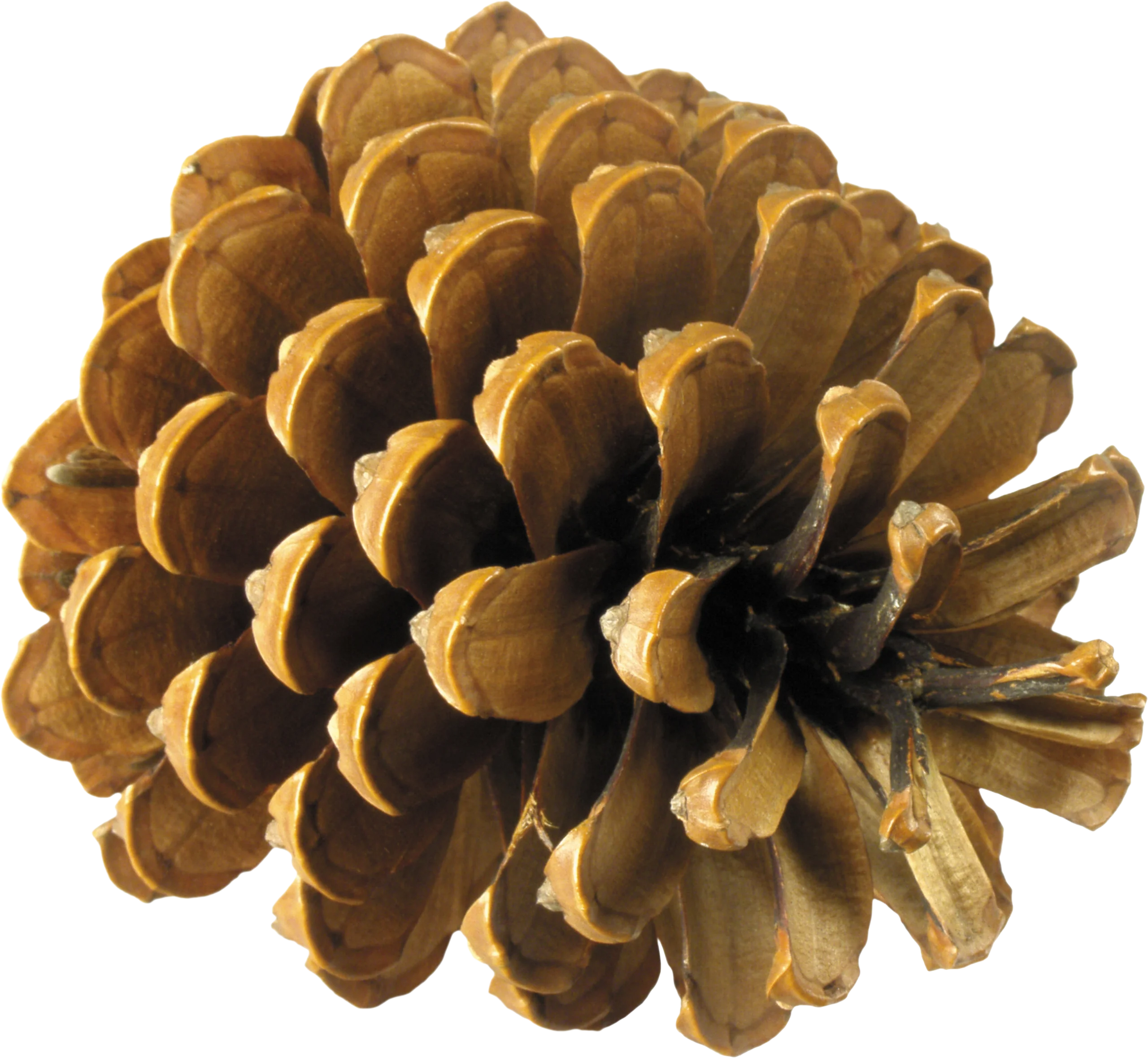Detailed Rustic Pine Cone Clipart with Intricate Natural Texture and Warm Golden Hues