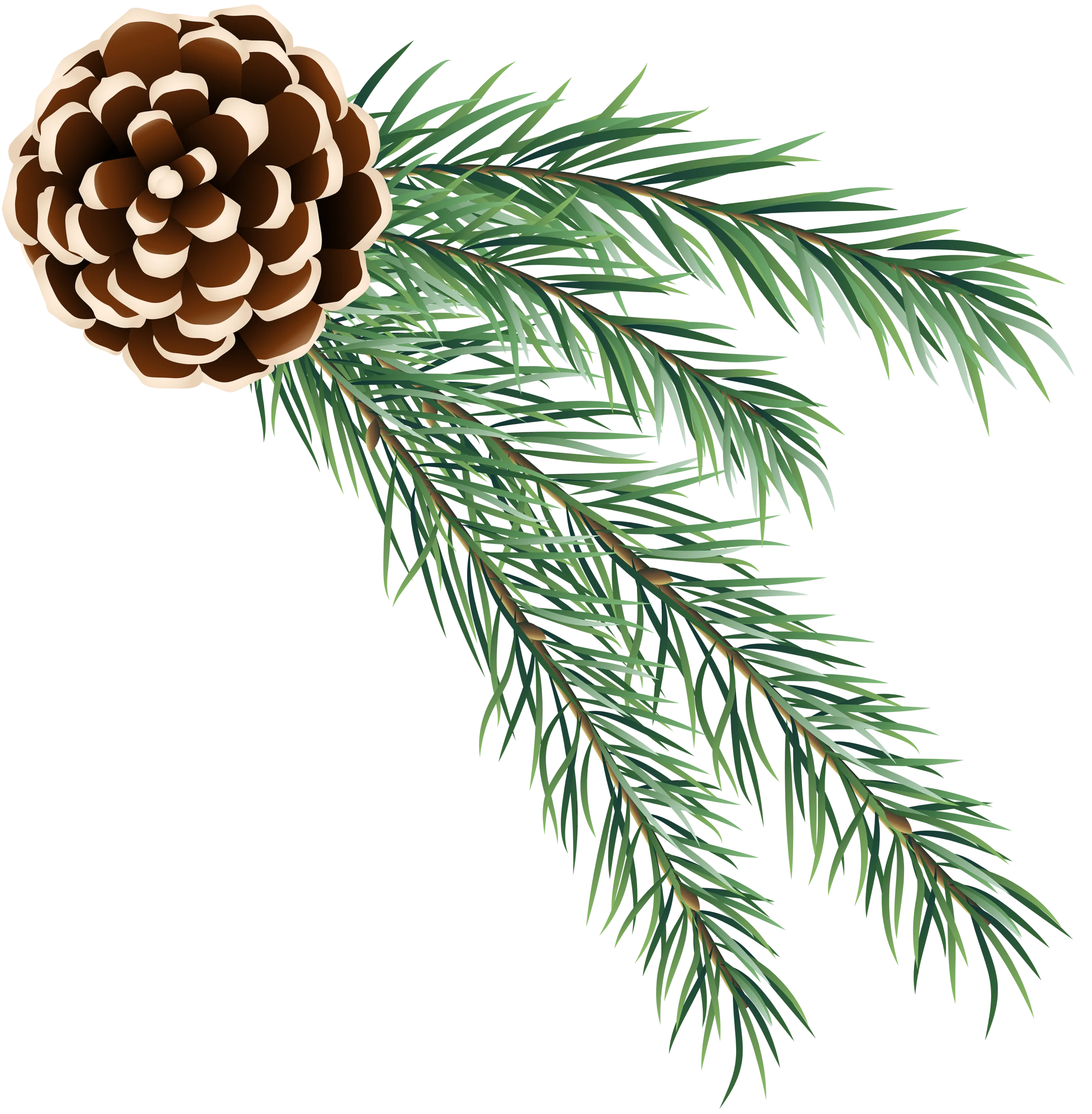 Elegant Pine Cone and Evergreen Branches Woodland Nature Clipart Design