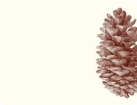 Elegant Rustic Pine Cone Botanical Clipart Illustration in Sepia Tones
