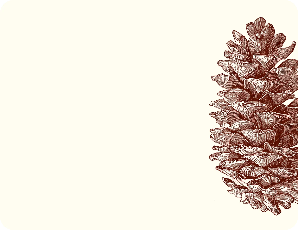 Elegant Rustic Pine Cone Botanical Clipart Illustration in Sepia Tones