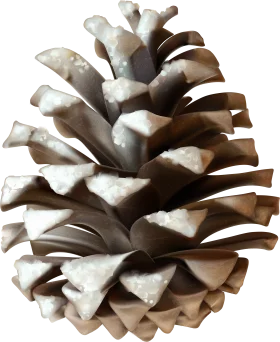Monochromatic Pine Cone Clipart with Textured Scales and Natural Woodland Design