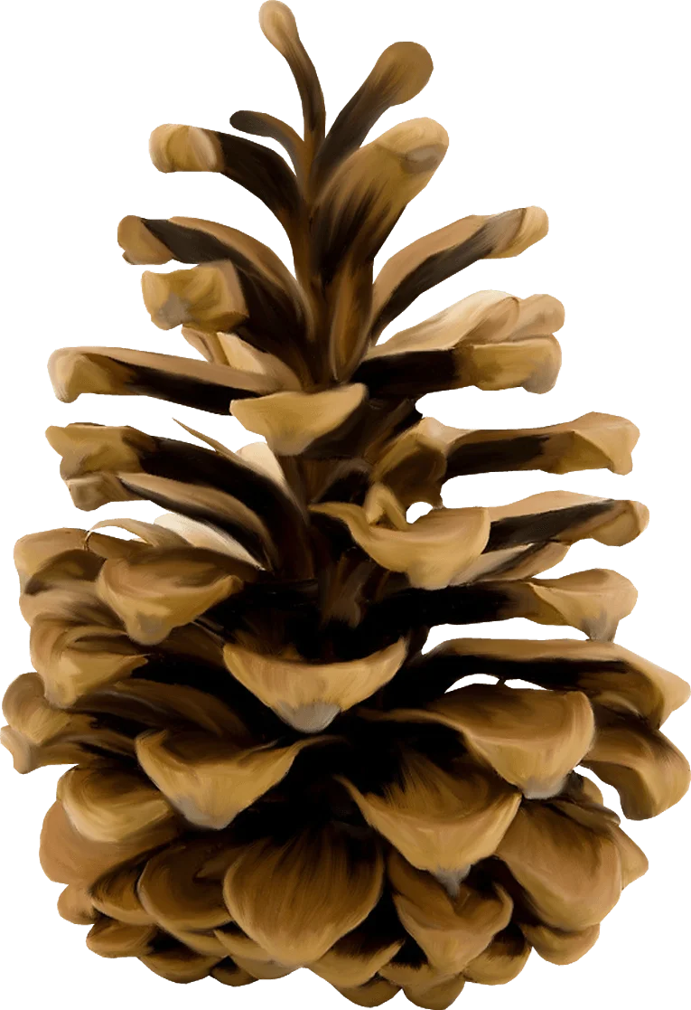 Realistic Brown Pine Cone Clipart with Intricate Layered Texture and Natural Details
