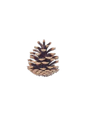 Realistic Pine Cone Clipart: Nature's Intricate Woodland Seed Vessel Design