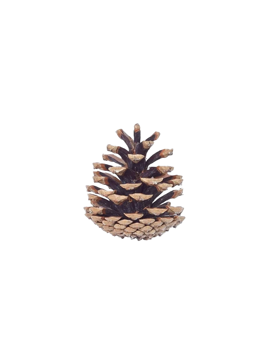 Realistic Pine Cone Clipart: Nature's Intricate Woodland Seed Vessel Design