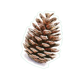 Rustic Pine Cone Clipart: Detailed Natural Forest Botanical Illustration