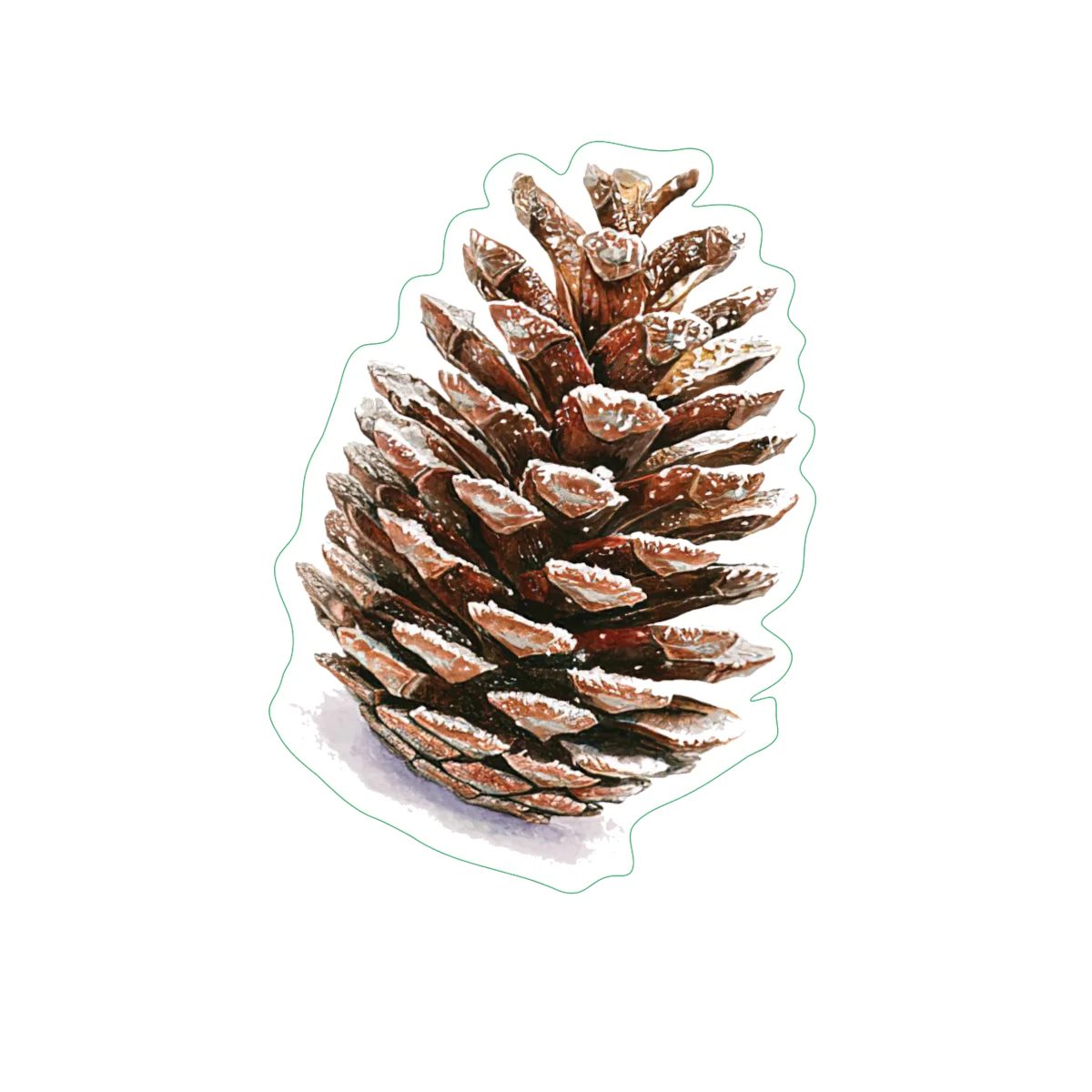 Rustic Pine Cone Clipart: Detailed Natural Forest Botanical Illustration