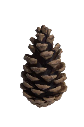 Rustic Pine Cone Clipart: Detailed Natural Forest Seed Cone Illustration