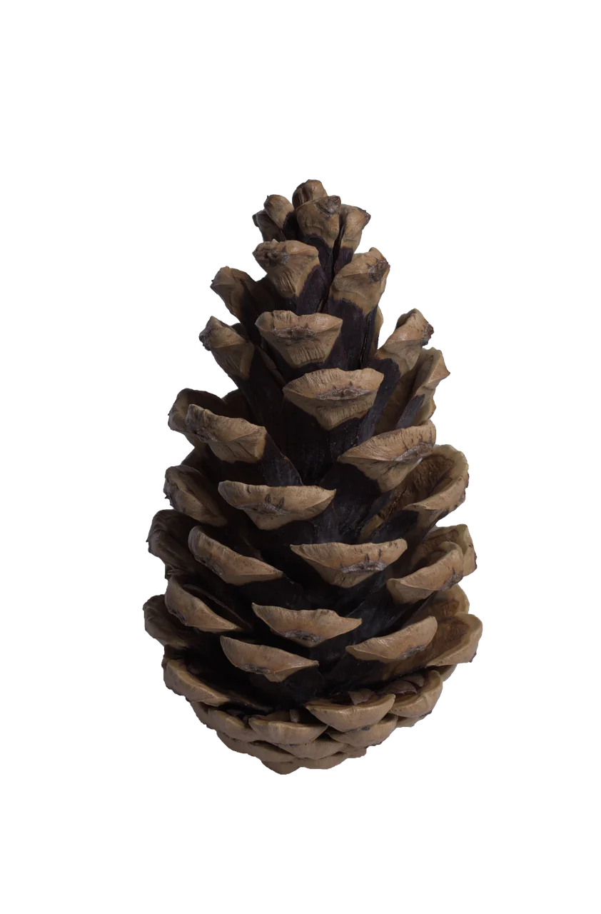 Rustic Pine Cone Clipart: Detailed Natural Forest Seed Cone Illustration