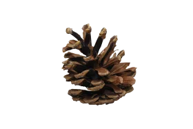 Rustic Pine Cone Clipart - Natural Forest Seed Illustration Design Element