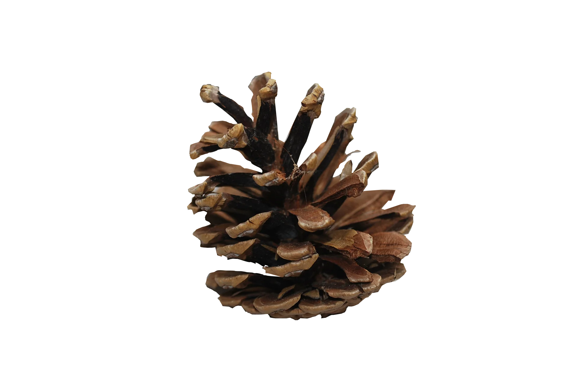 Rustic Pine Cone Clipart - Natural Forest Seed Illustration Design Element