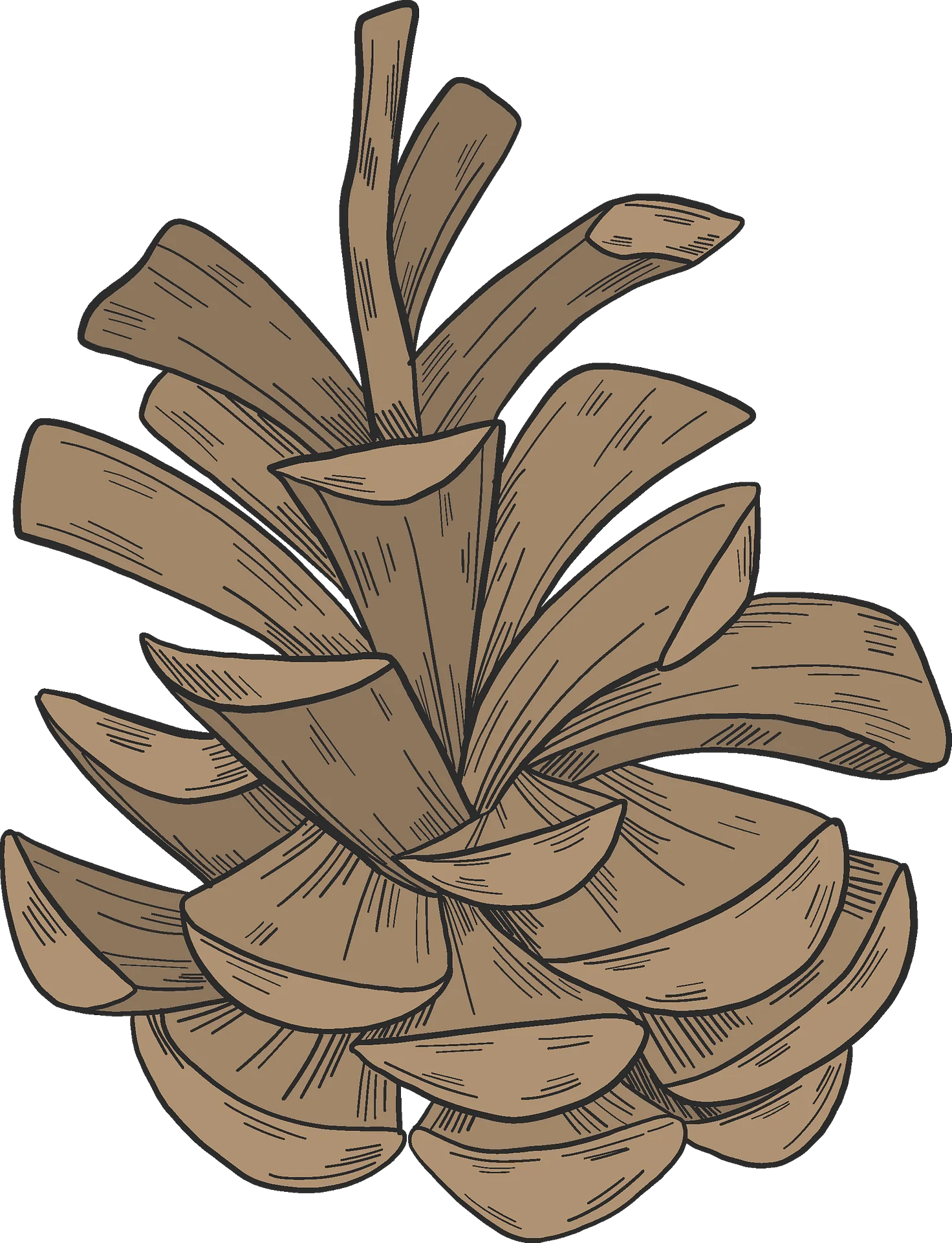 Rustic Woodland Pine Cone Clipart: Intricate Natural Sketch Design