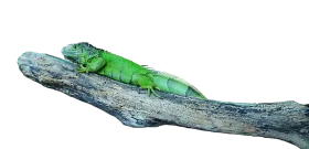 Serene Green Iguana Resting on Weathered Driftwood Clipart Illustration