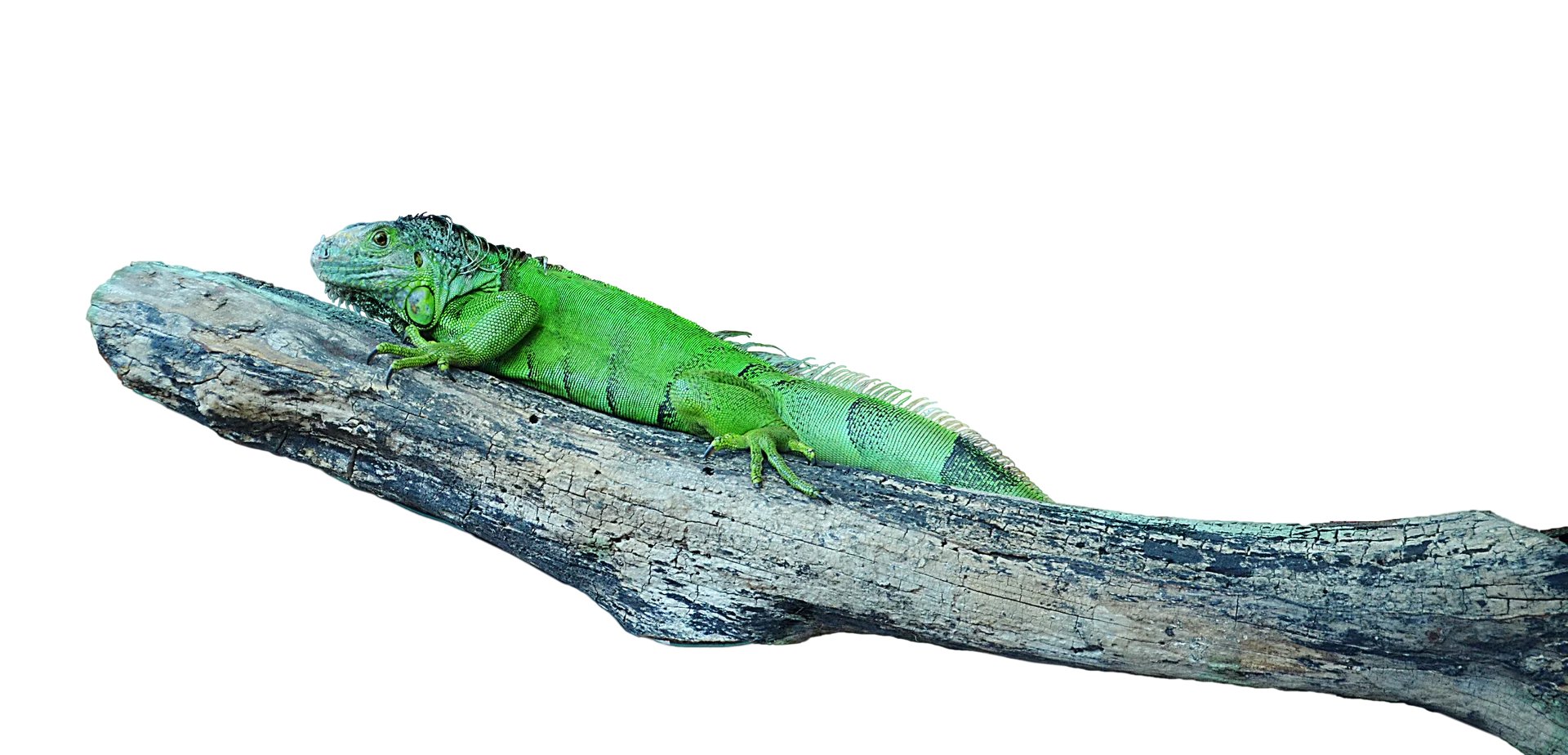 Serene Green Iguana Resting on Weathered Driftwood Clipart Illustration